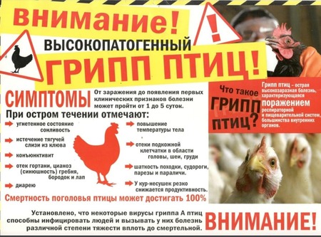 Высокопатогенный грипп птиц!